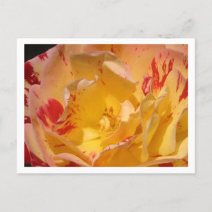Sweet Yellow Rose Blume Foto Postkarten