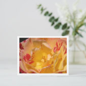 Sweet Yellow Rose Blume Foto Postkarten (Stehend Vorderseite)