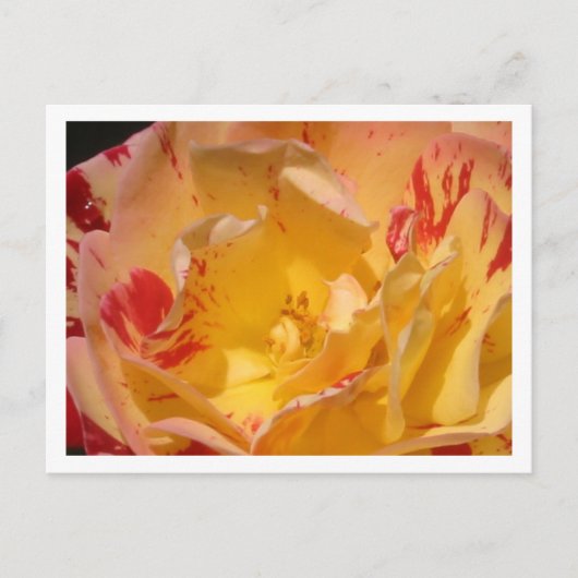 Sweet Yellow Rose Blume Foto Postkarten (Vorderseite)