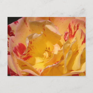 Sweet Yellow Rose Blume Foto Postkarten