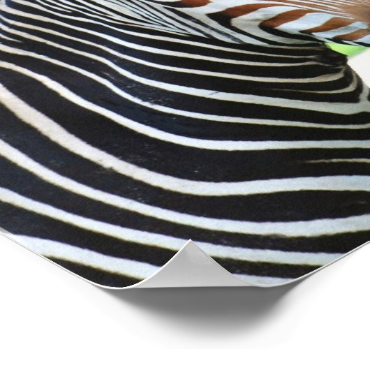 Sweet Zebra Poster (Ecke)