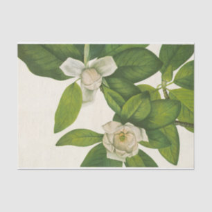 Sweetbay von Mary Vaux Walcott Seidenpapier