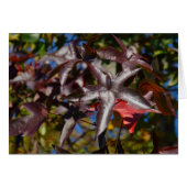 Sweetgum-Blätter im Herbst (Vorderseite (Horizontal))
