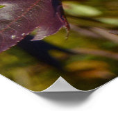 Sweetgum-Blätter im Herbst Poster (Ecke)