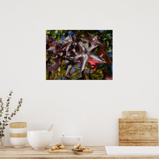Sweetgum-Blätter im Herbst Poster (Küche)