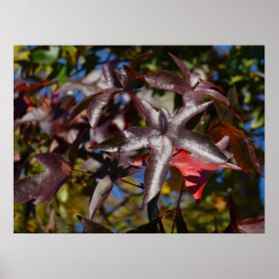 Sweetgum-Blätter im Herbst Poster