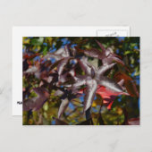 Sweetgum-Blätter im Herbst Postkarte (Vorne/Hinten)
