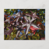Sweetgum-Blätter im Herbst Postkarte (Vorderseite)