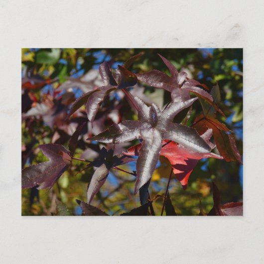 Sweetgum-Blätter im Herbst Postkarte (Vorderseite)