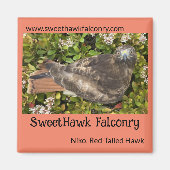 SweetHawk Falconry Niko Red-Tail Hawk 2x2 Magnet (Vorne)