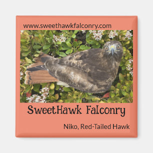 SweetHawk Falconry Niko Red-Tail Hawk 2x2 Magnet
