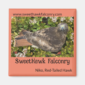 SweetHawk Falconry Niko Red-Tail Hawk 2x2 Magnet