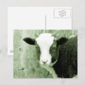 Sweetheart's Lamb in grönländischen Tönen Postkarte (Vorne/Hinten)