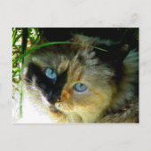 Sweetie Pie Postkarte (Vorderseite)