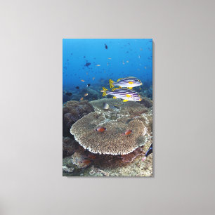 Sweetlip Fische Leinwanddruck