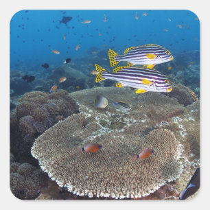 Sweetlip Fische Quadratischer Aufkleber