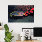 Sweetlips and Bigeyes Poster (Heimbüro)