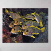 Sweetlips Squad Poster (Vorne)