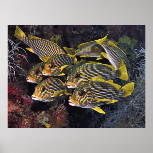 Sweetlips Squad Poster (Vorne)