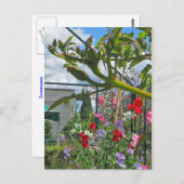 Sweetpea Gala Postcard Postkarte (Vorne/Hinten)