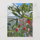 Sweetpea Gala Postcard Postkarte (Vorderseite)