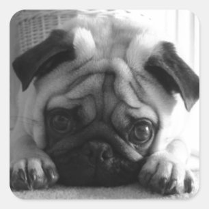 SweetPea Pugs Quadratischer Aufkleber