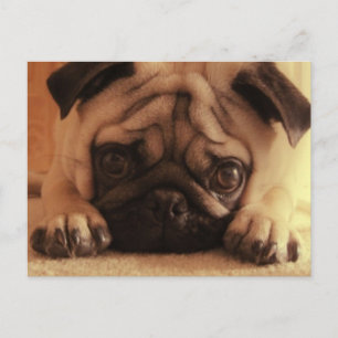 SweetPea Pugs Vintage-Postkarte Postkarte