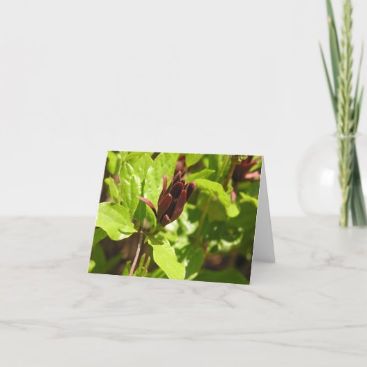 Sweetshrub (Calycanthus floridus) Feiertagskarte (Vorderseite)