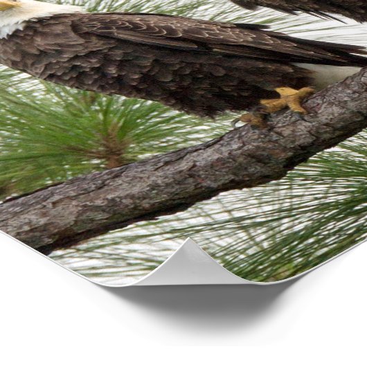 SWFL Eagle Cam Wall Poster (Ecke)