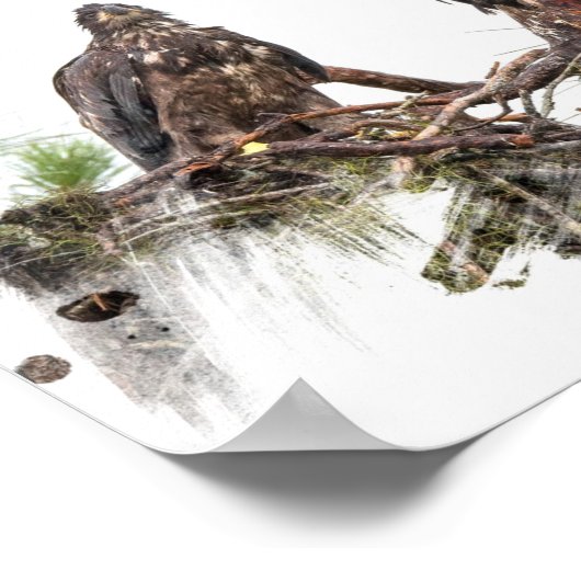 SWFL Eagle Cam Wall Poster (Ecke)