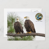 SWFLEagleCam Postkarte (Vorne/Hinten)