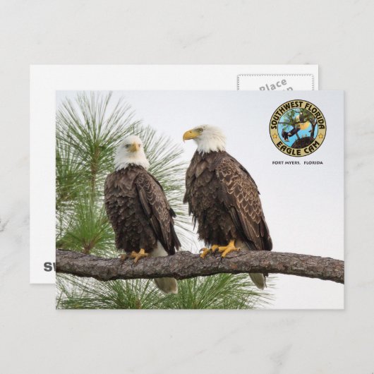 SWFLEagleCam Postkarte (Vorne/Hinten)