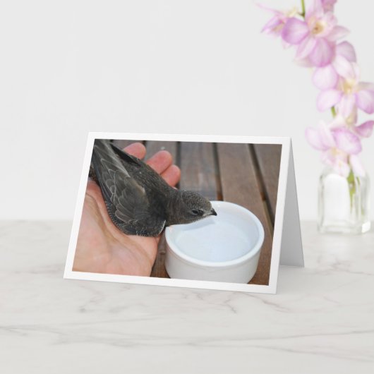 Swift Bird Drink von Bowl Karte (Orchidee)
