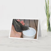 Swift Bird Drink von Bowl Karte (Vorderseite)