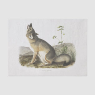 Swift Fox. Männlich. (Vulpes velox) Holzdecoupage Seidenpapier