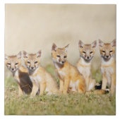 Swift Fox (Vulpes macrotis), jung in den Burrow, 2 Fliese (Vorderseite)