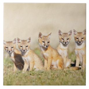 Swift Fox (Vulpes macrotis), jung in den Burrow, 2 Fliese