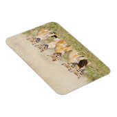 Swift Fox (Vulpes macrotis), jung in den Burrow, 2 Magnet (Rechte Seite)
