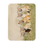 Swift Fox (Vulpes macrotis), jung in den Burrow, 2 Magnet (Vertikal)