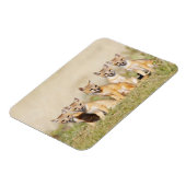 Swift Fox (Vulpes macrotis), jung in den Burrow, 2 Magnet (Linke Seite)
