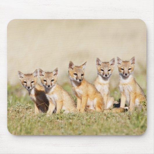 Swift Fox (Vulpes macrotis), jung in den Burrow, 2 Mousepad (Vorne)