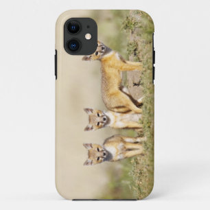 Swift Fox (Vulpes macrotis), jung in den Burrow, 3 Case-Mate iPhone Hülle