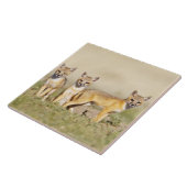 Swift Fox (Vulpes macrotis), jung in den Burrow, 3 Fliese (Seite)