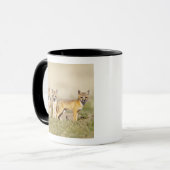 Swift Fox (Vulpes macrotis), jung in den Burrow, 3 Tasse (Vorderseite Links)