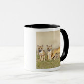 Swift Fox (Vulpes macrotis), jung in den Burrow, 3 Tasse (VorderseiteRechts)