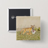 Swift Fox (Vulpes macrotis), jung in den Burrow, 4 Button (Vorne & Hinten)