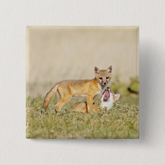 Swift Fox (Vulpes macrotis), jung in den Burrow, 4 Button (Vorderseite)