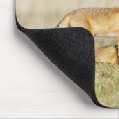 Swift Fox (Vulpes macrotis), jung in den Burrow, 4 Mousepad (Ecke)
