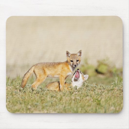 Swift Fox (Vulpes macrotis), jung in den Burrow, 4 Mousepad (Vorne)