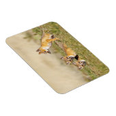 Swift Fox (Vulpes macrotis), jung in den Burrow, 5 Magnet (Rechte Seite)